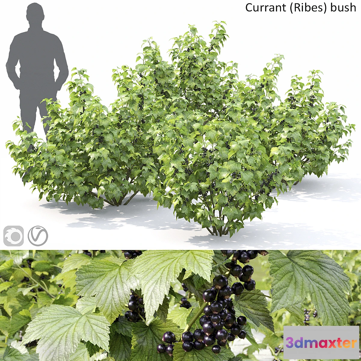 688714 - Currant bush