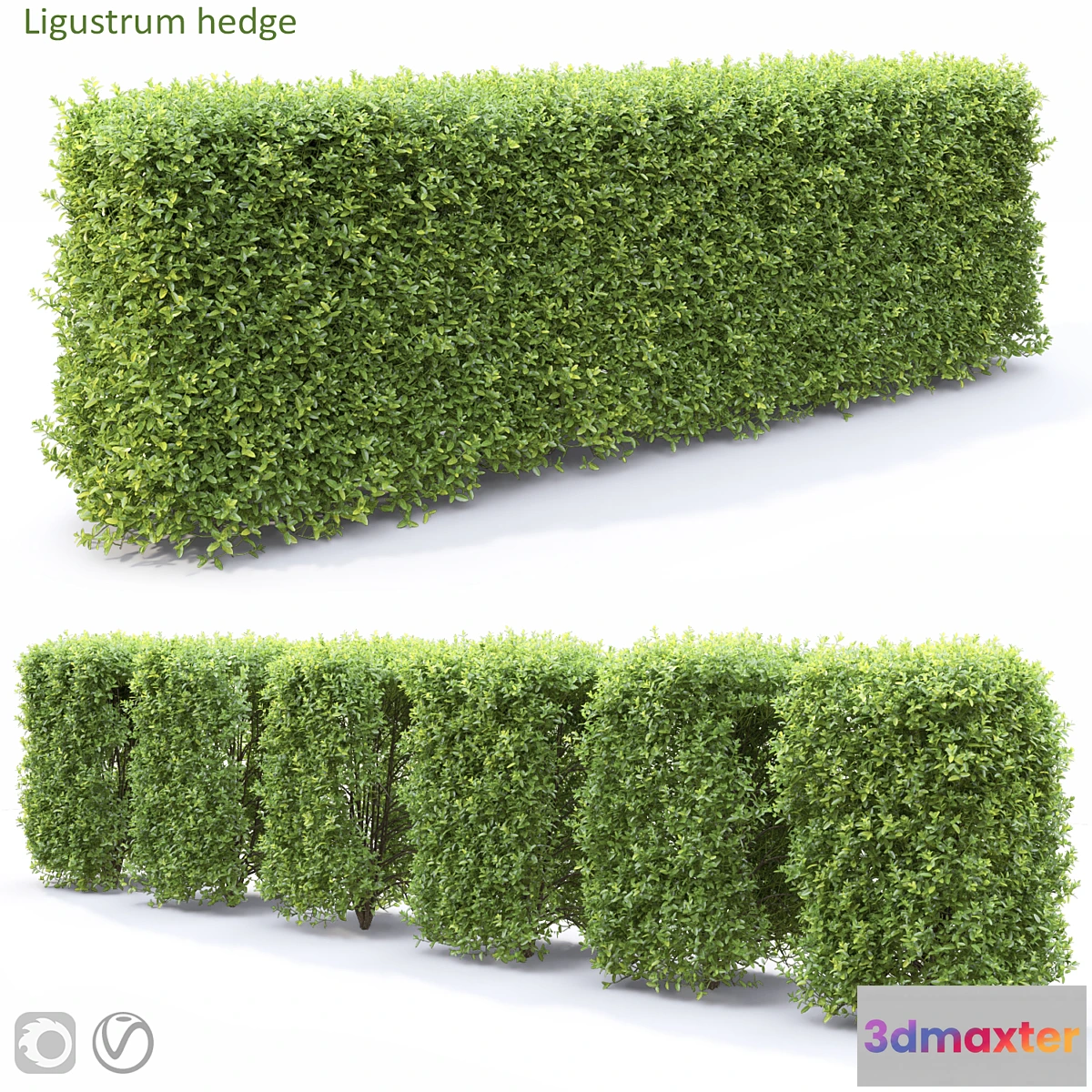 688718 - Ligustrum - No.2