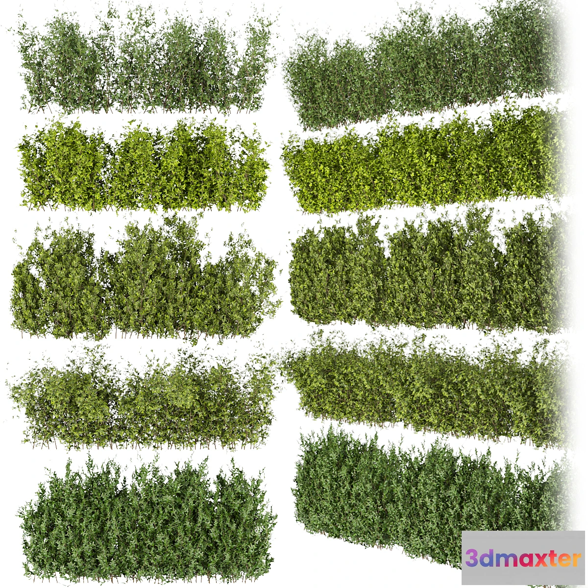 688722 - Collection plant vol 309 - bush - outdoor - leaf