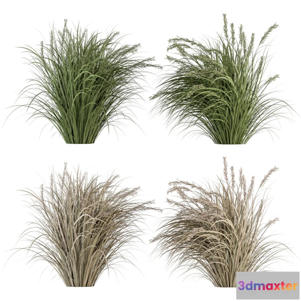 688728 - Pampas Bush Dried and Fresh - Bush Set 42