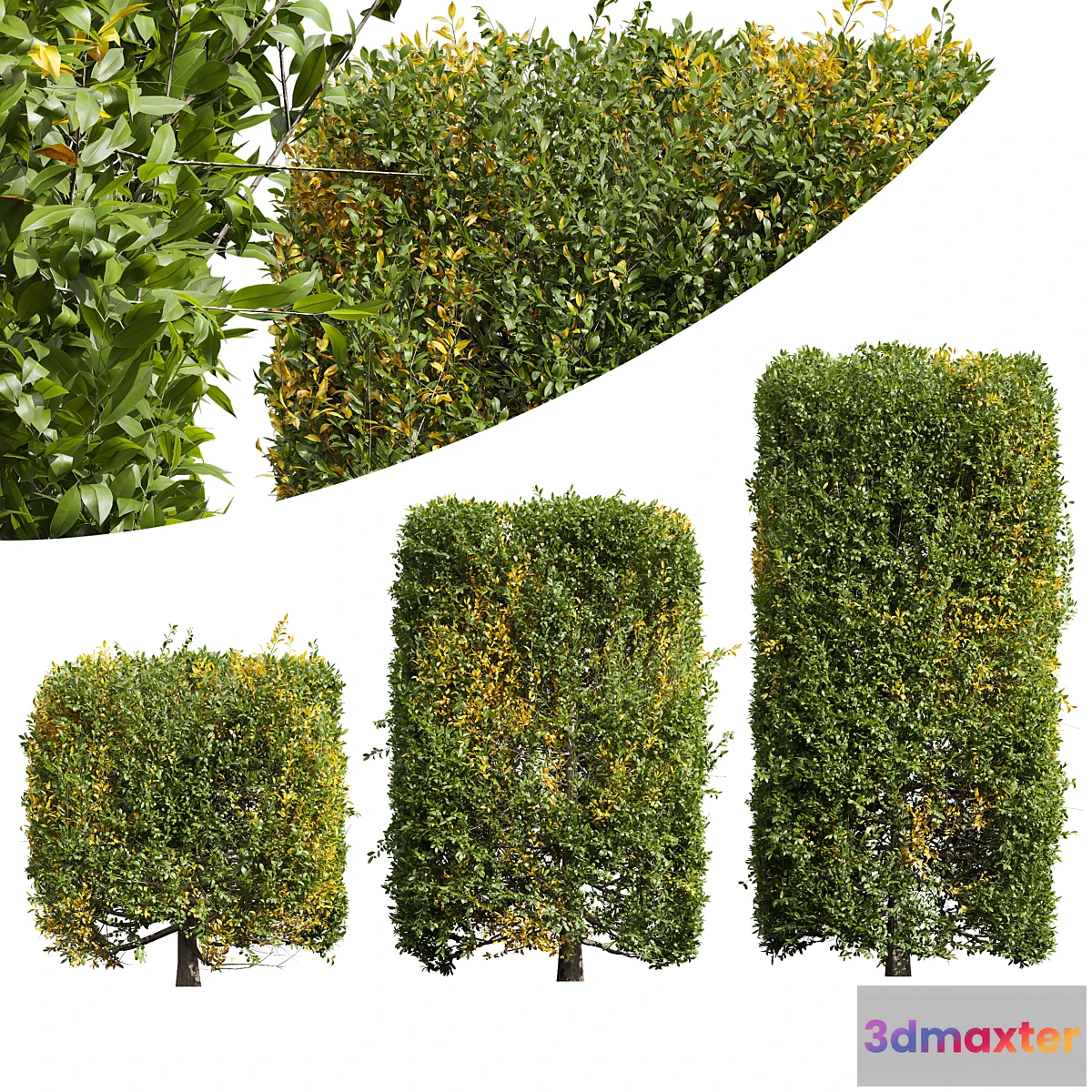688742 - New Plant Ligustrum Quihoui Privet Pruned Box
