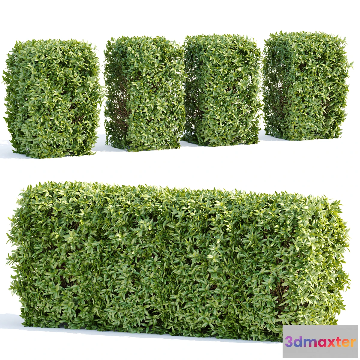 688748 - Laurel Hedging Bushes vol 111