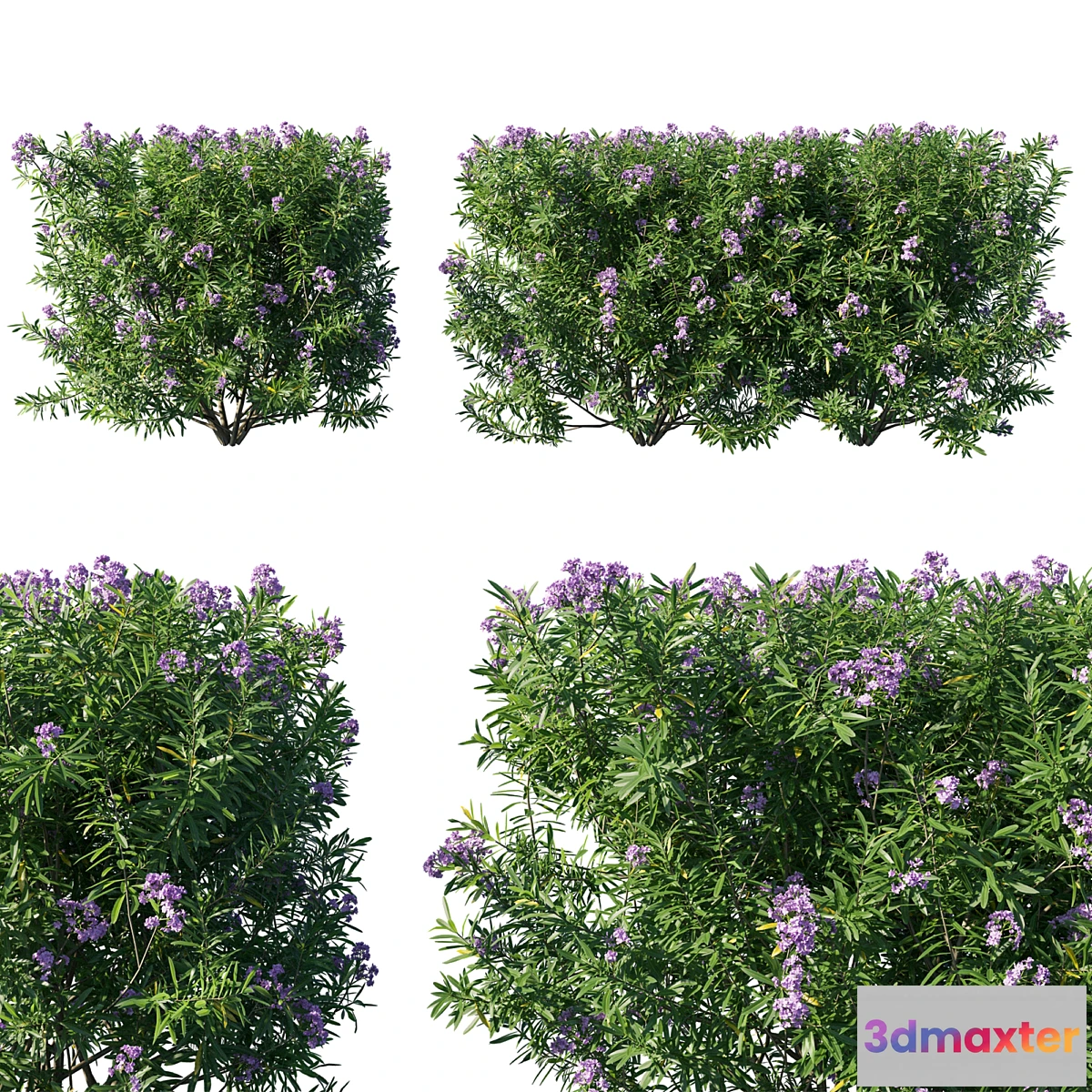 688754 - Nerium Oleander Collection 07