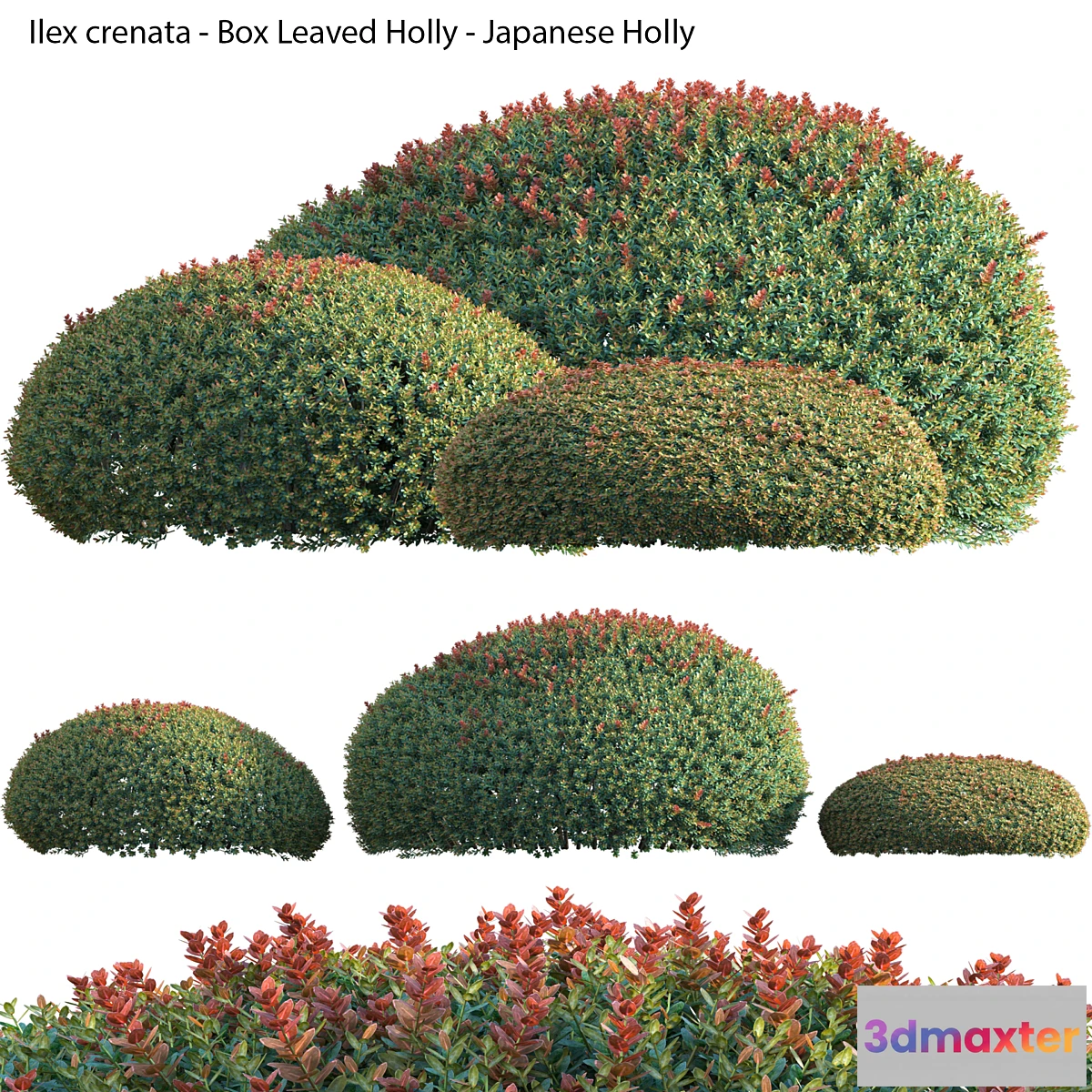 688760 - Ilex crenata - Box Leaved Holly - Japanese Holly - 02