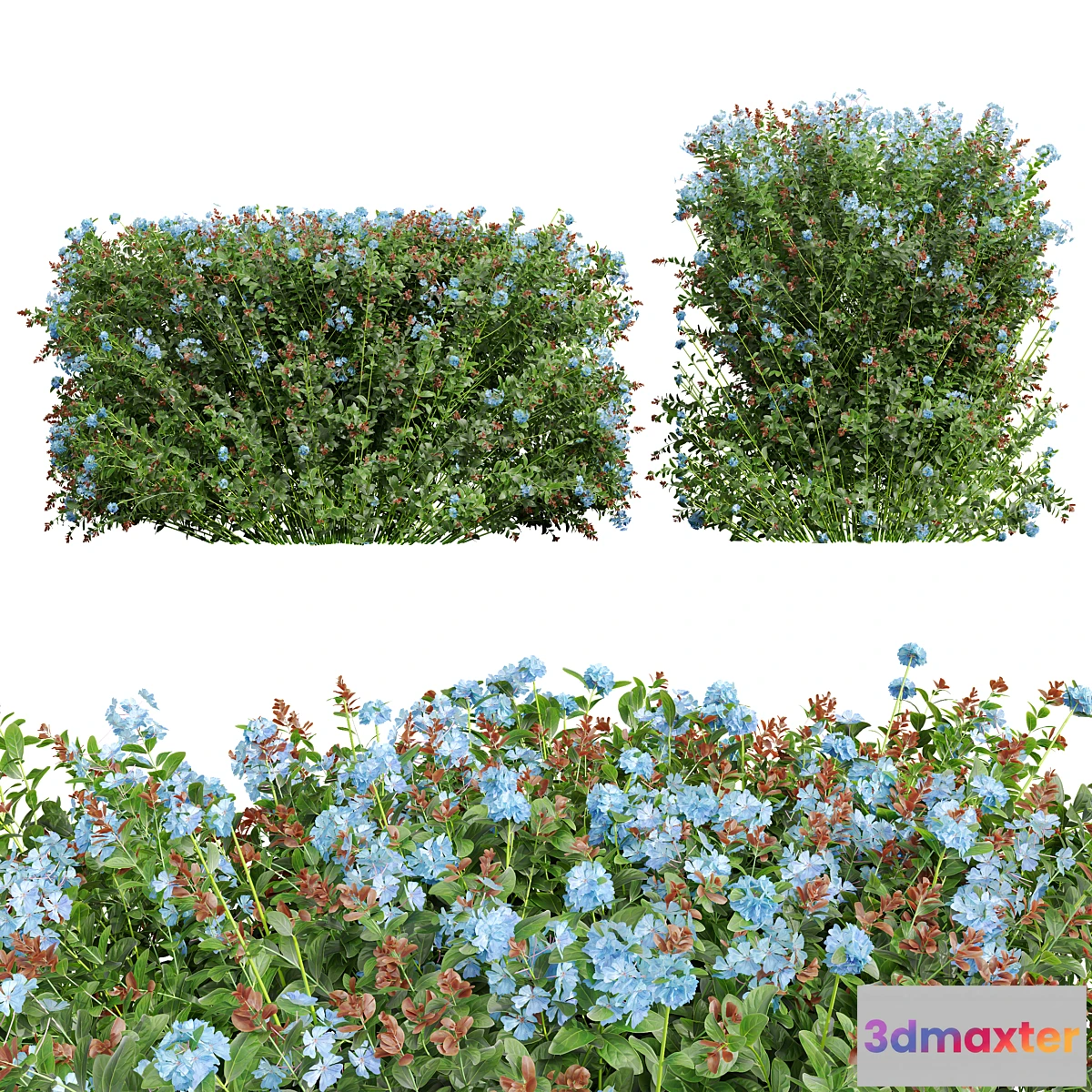 688764 - New Plant Ceratostigma Plumbaginoides Bleiwurz Box