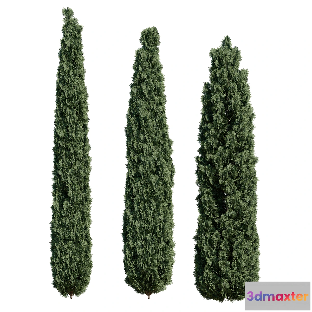 714528 - Thuja pack 1 Corona _ Vray - No.2