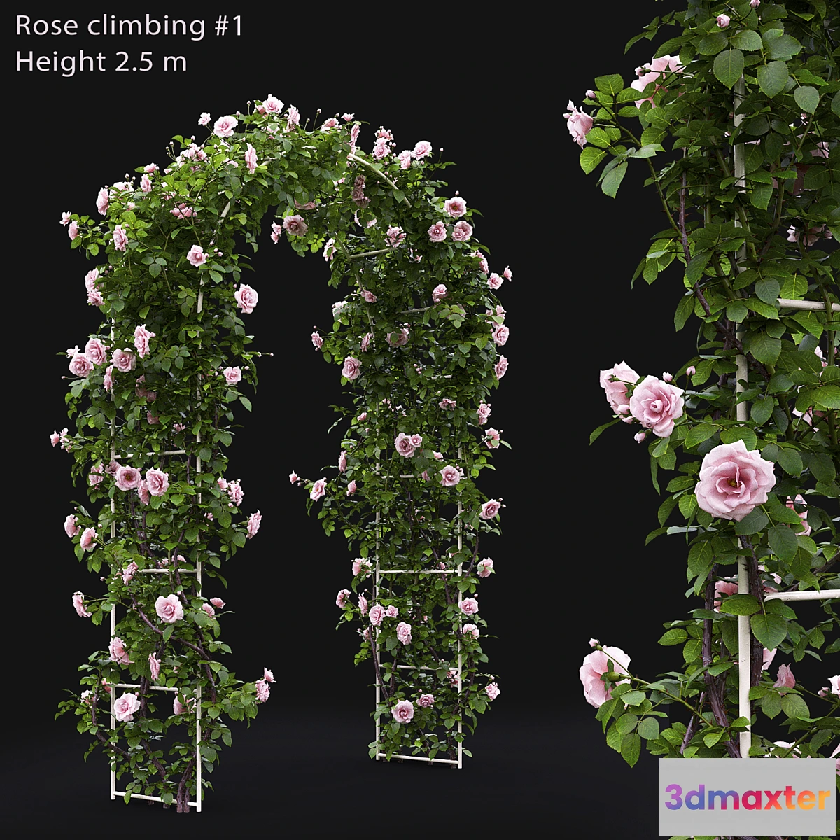 715010 - Rose - No.7
