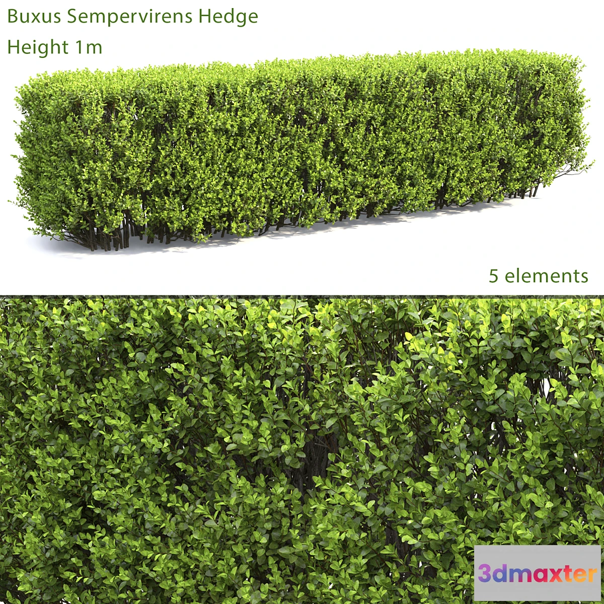 715014 - Buxus - No.6