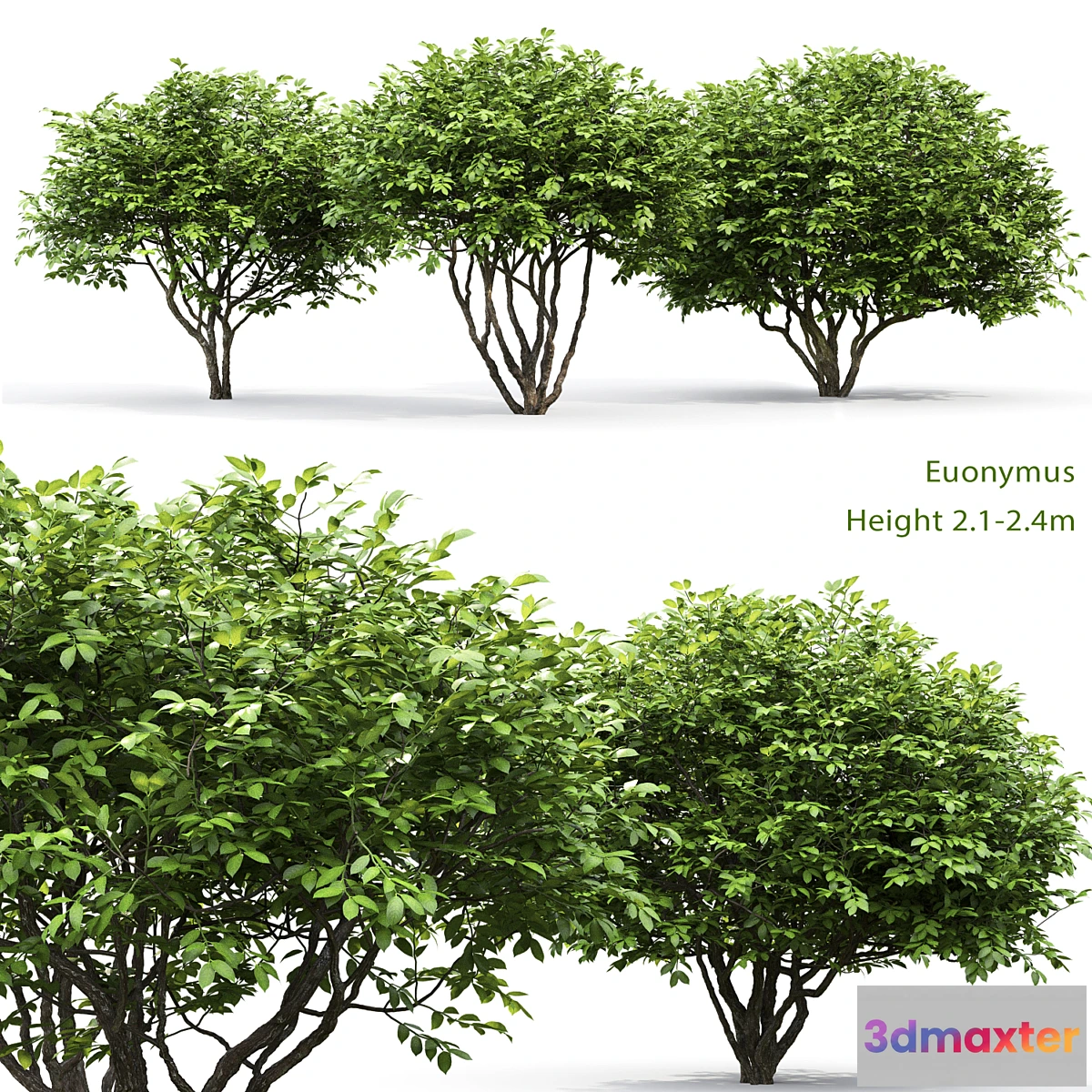 715022 - Euonymus - No.5