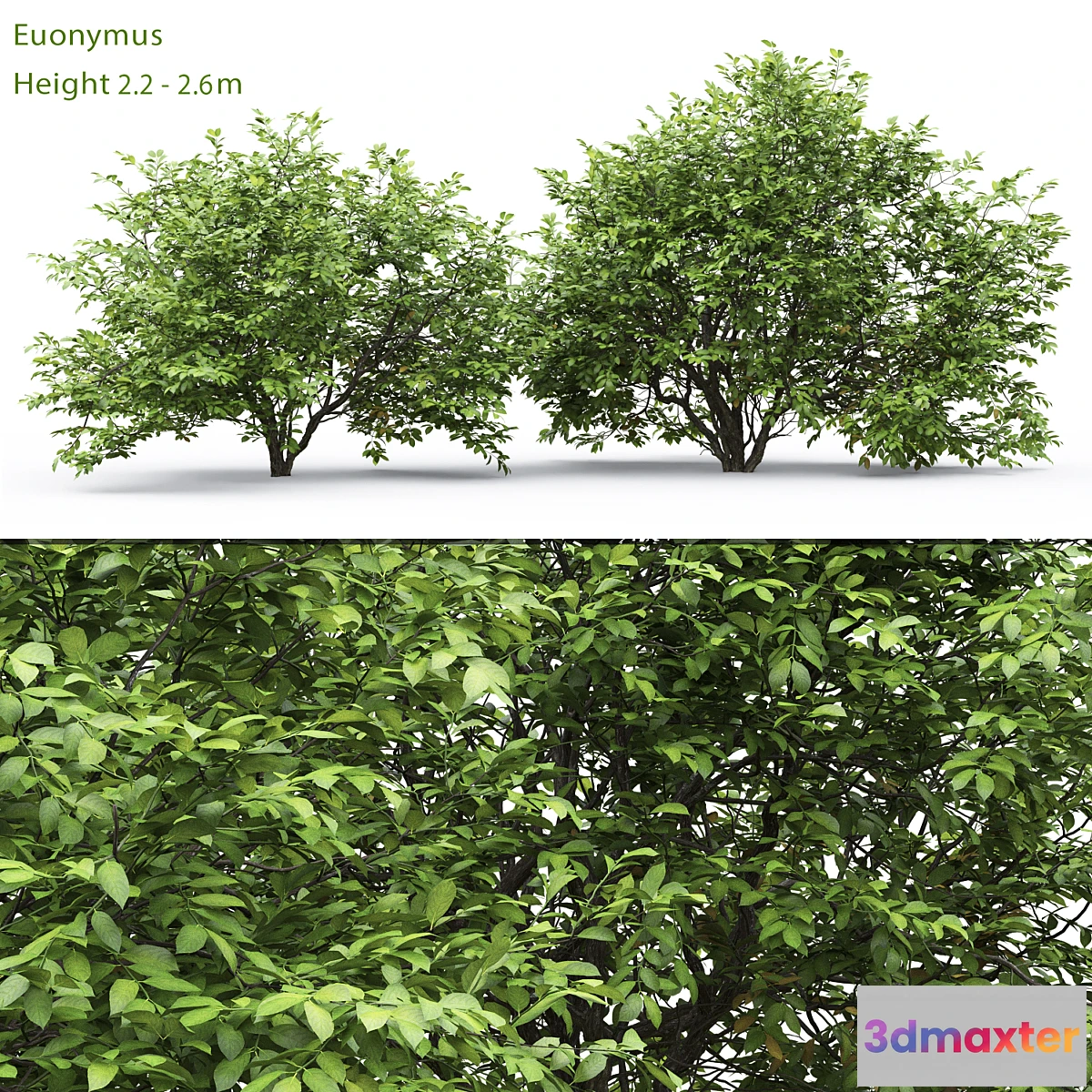 715026 - Euonymus - No.6