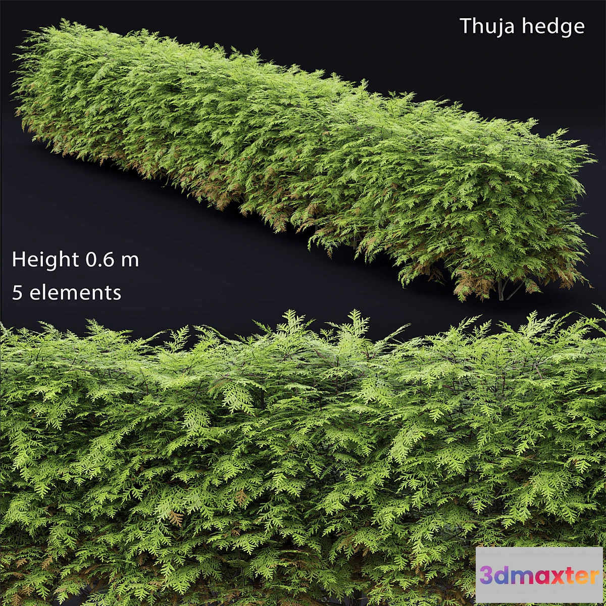 715028 - Thuja  hedge - No.2