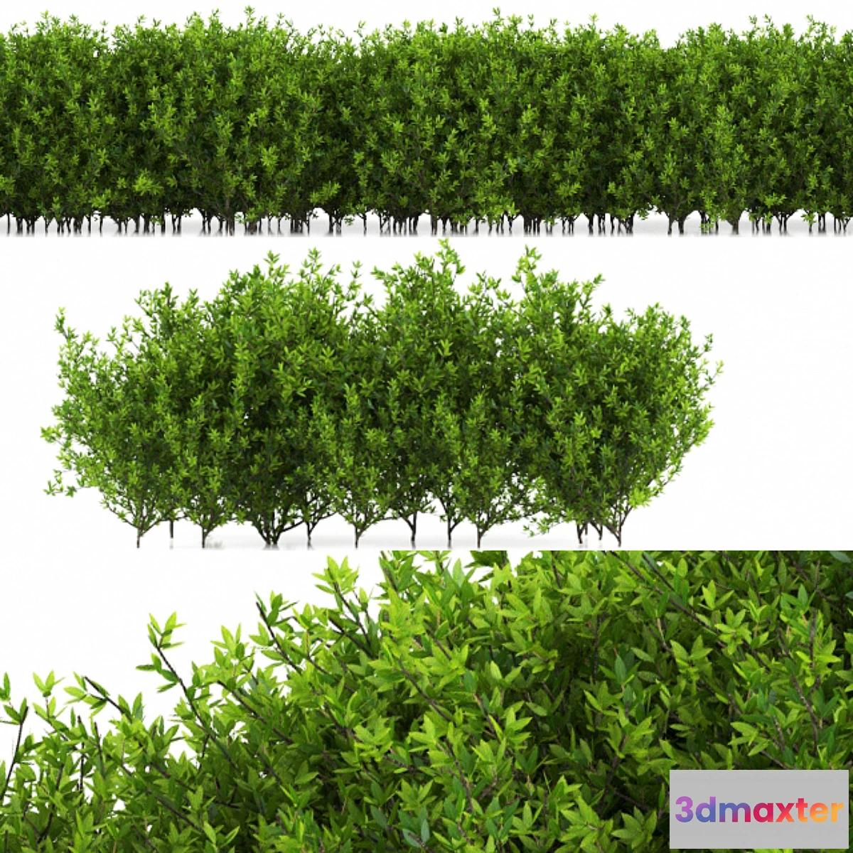 715032 - plant 35 - No.2