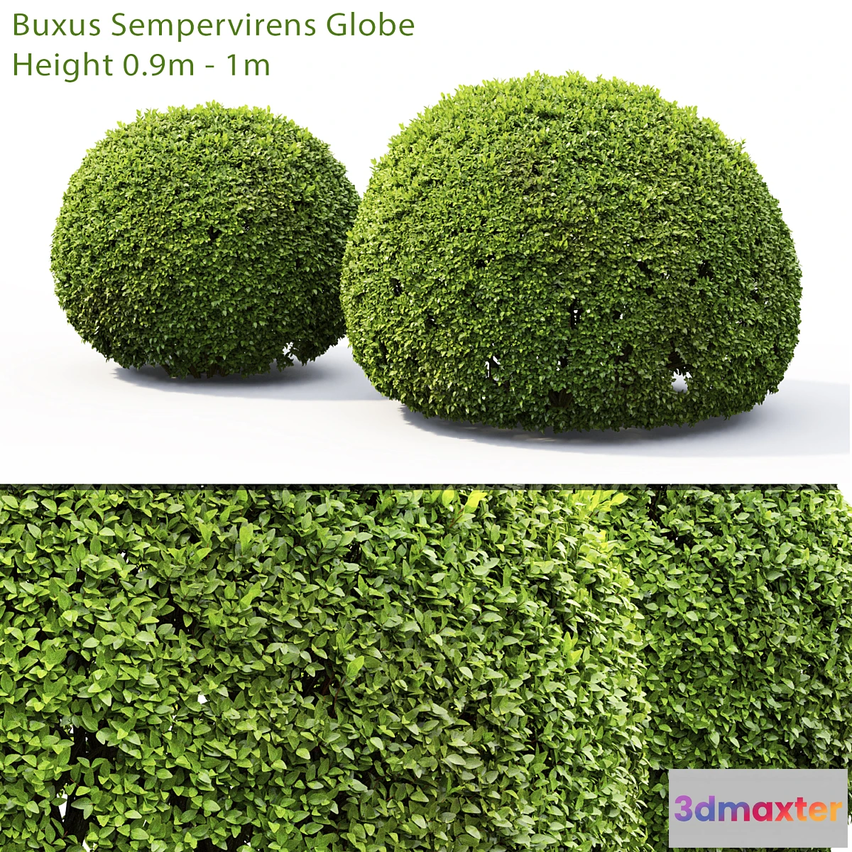 715036 - Buxus - No.7