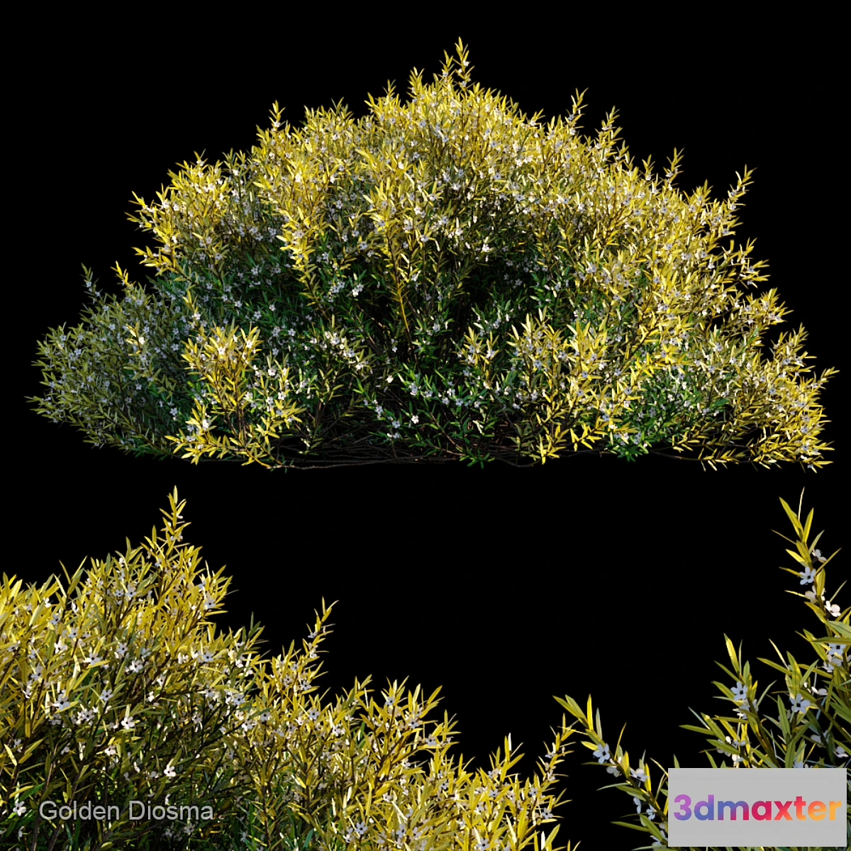 715044 - Golden diosma - No.2