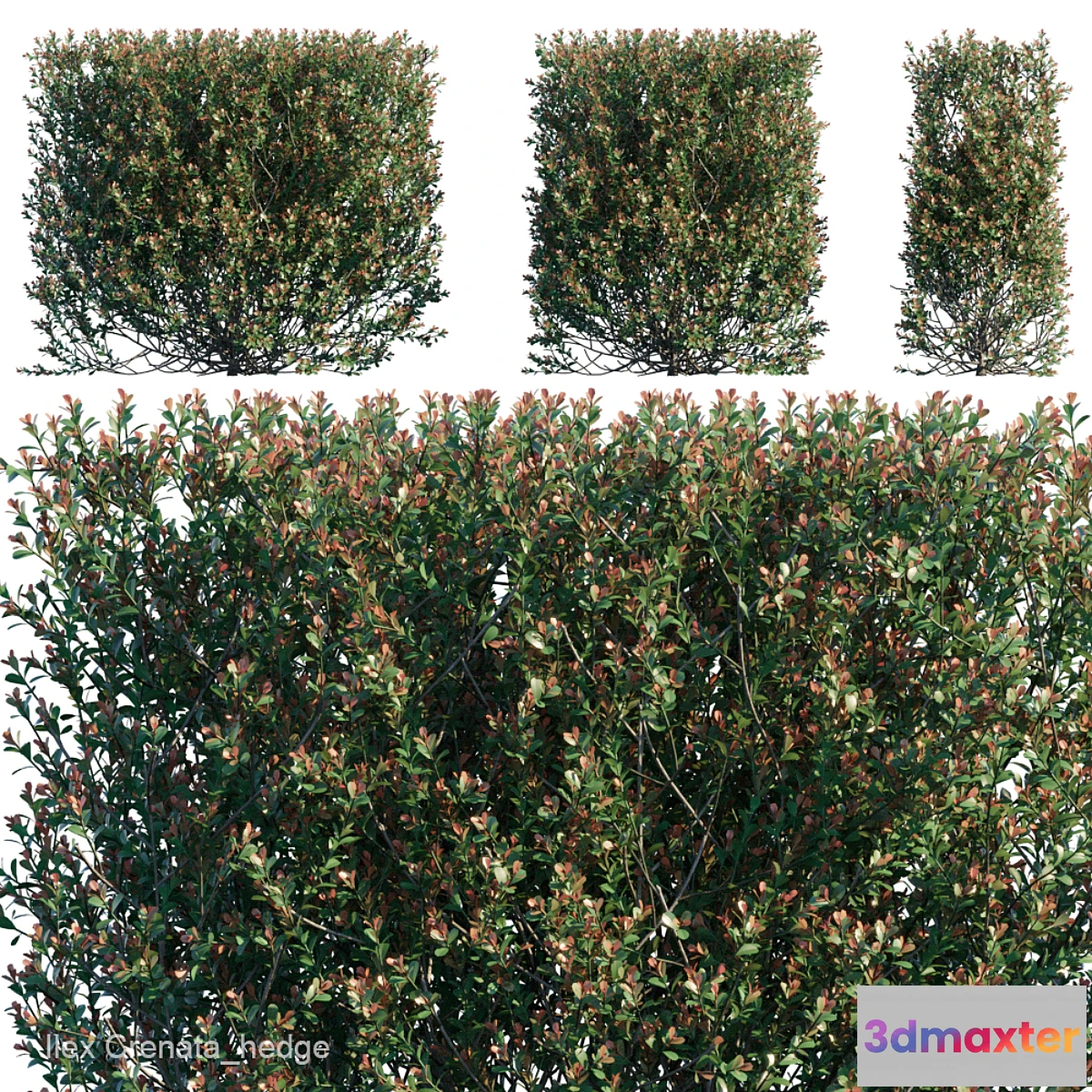 716694 - Ilex Crenata_hedge - No.2
