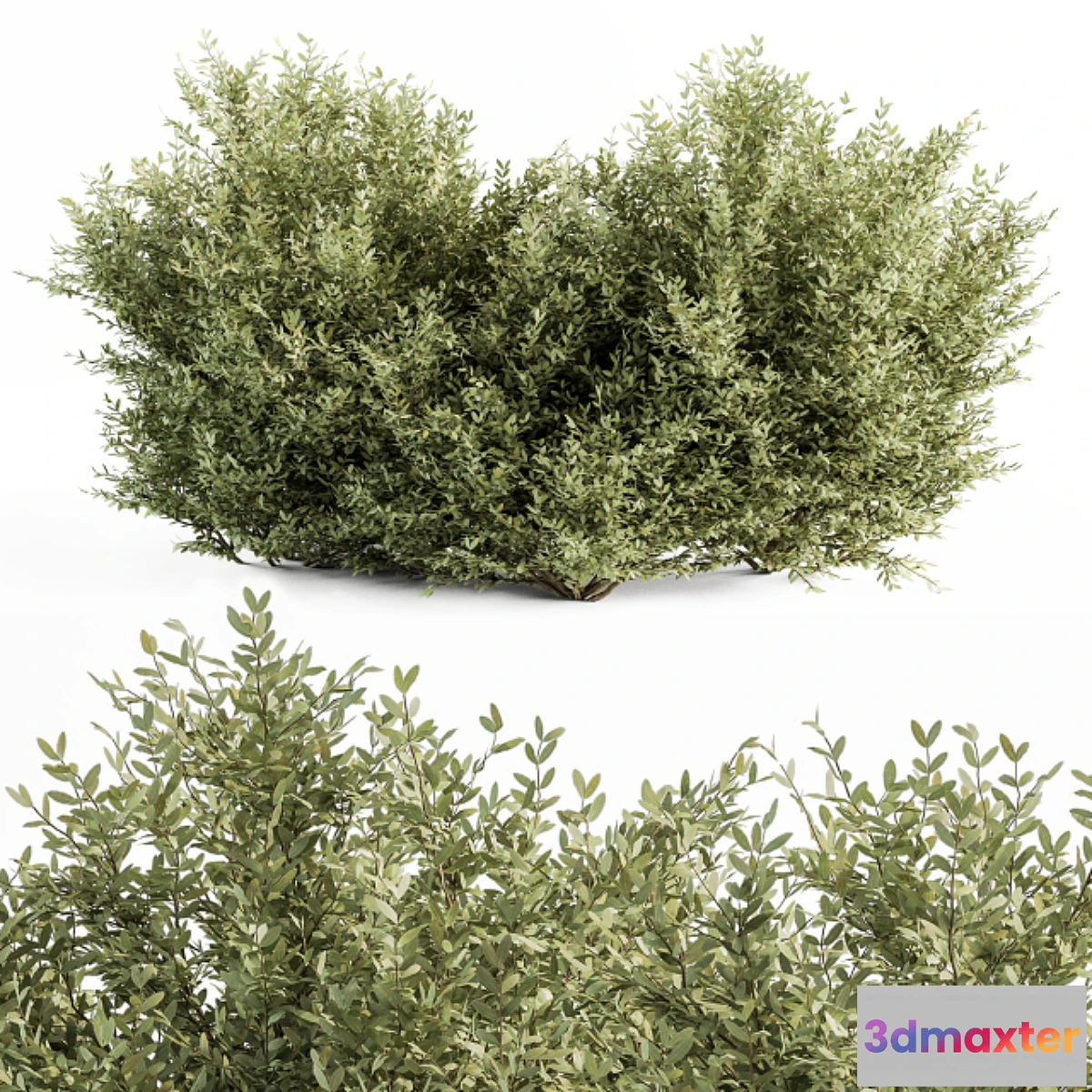 721722 - Buxsus Leaf Bush - Bush Set 27 - No.2