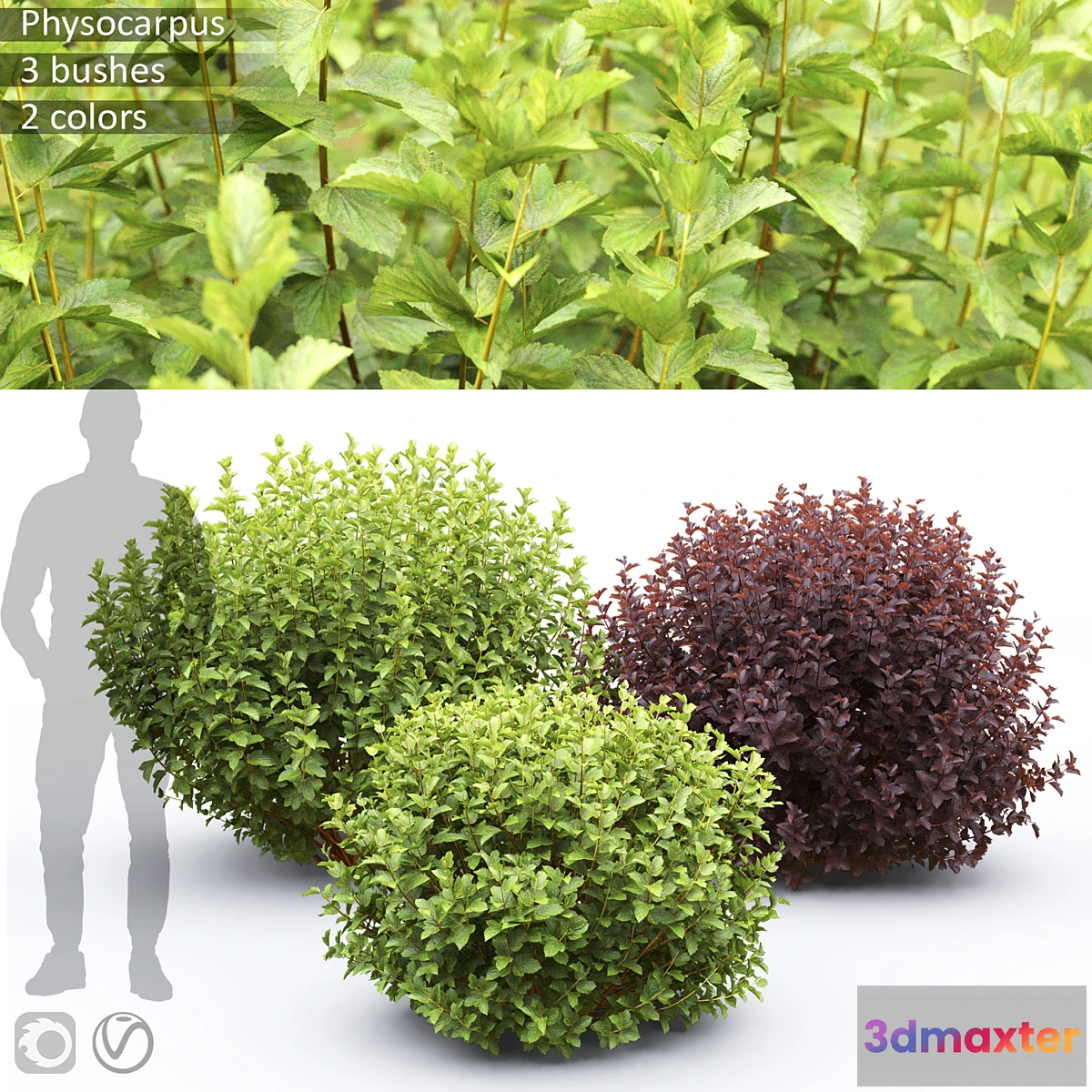 748621 - Physocarpus - No.2