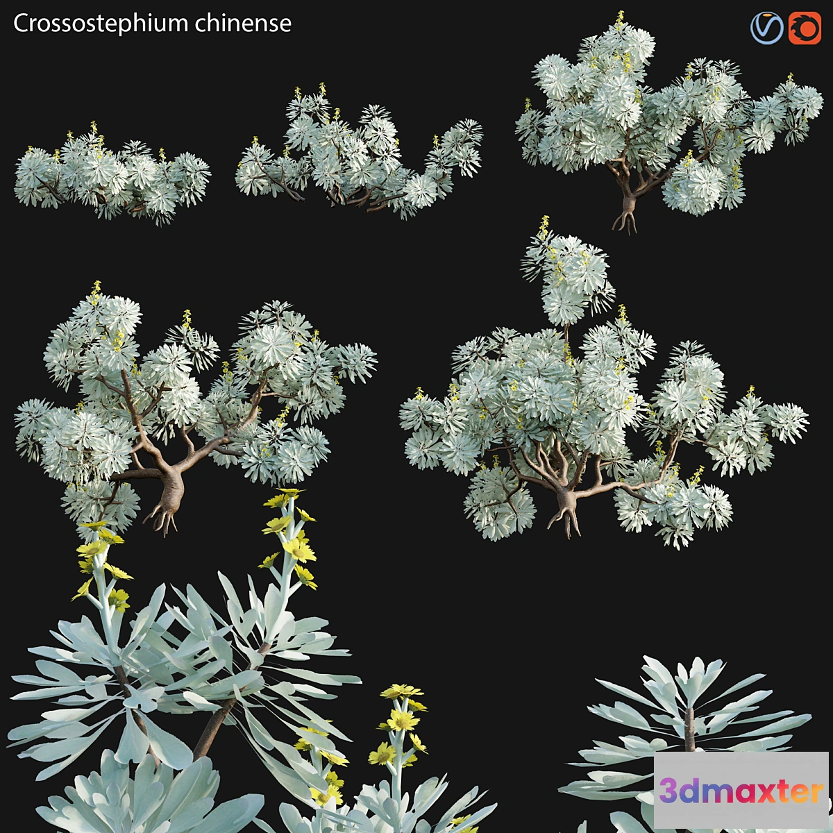 748631 - Crossostephium chinense - graphalium spp - No.2