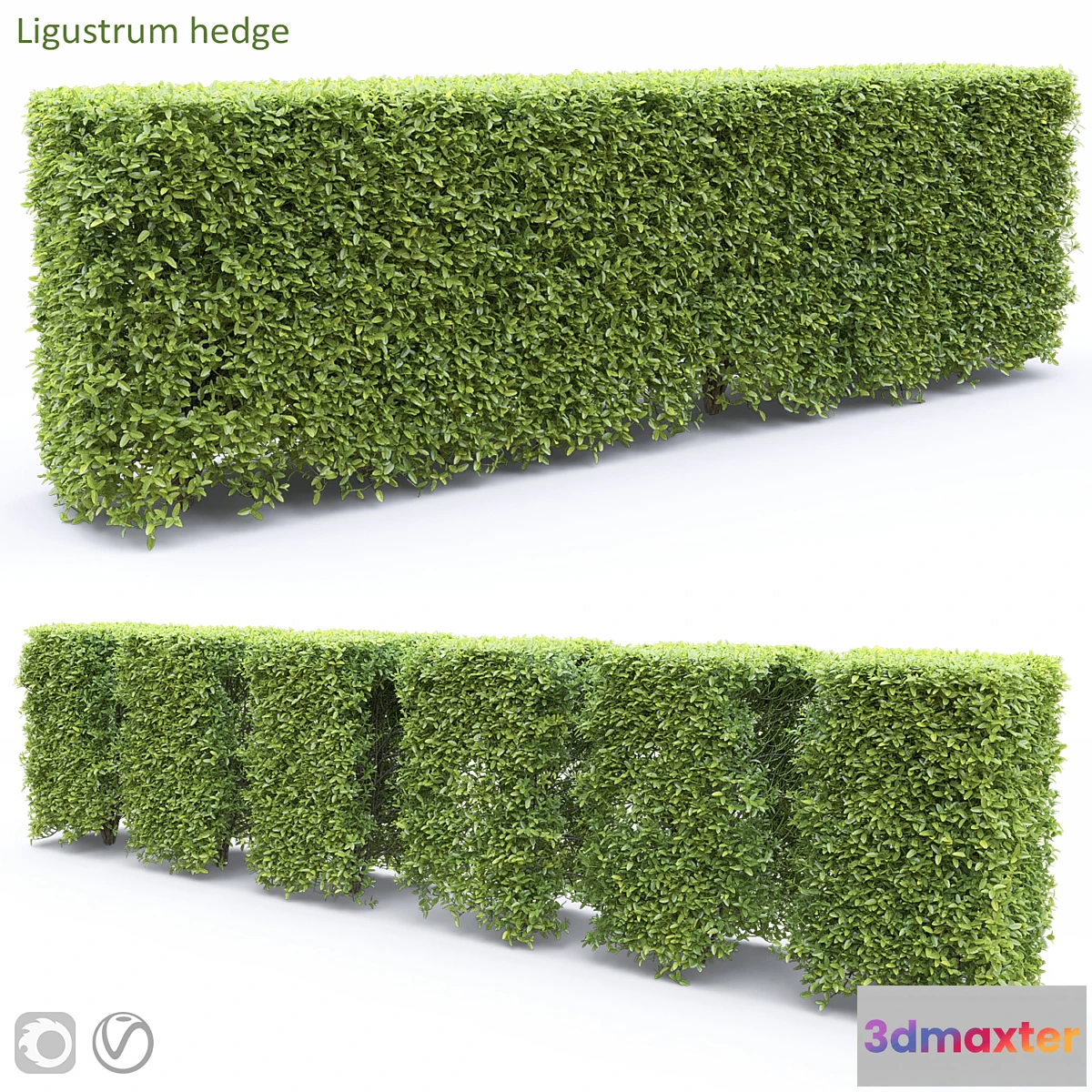 748633 - Ligustrum - No.3