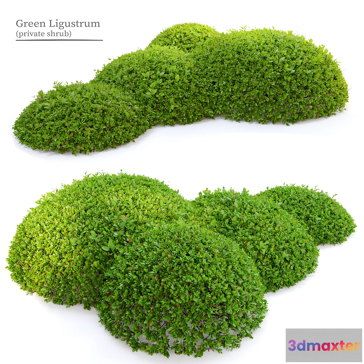 748641 - Green Ligustrum - No.2