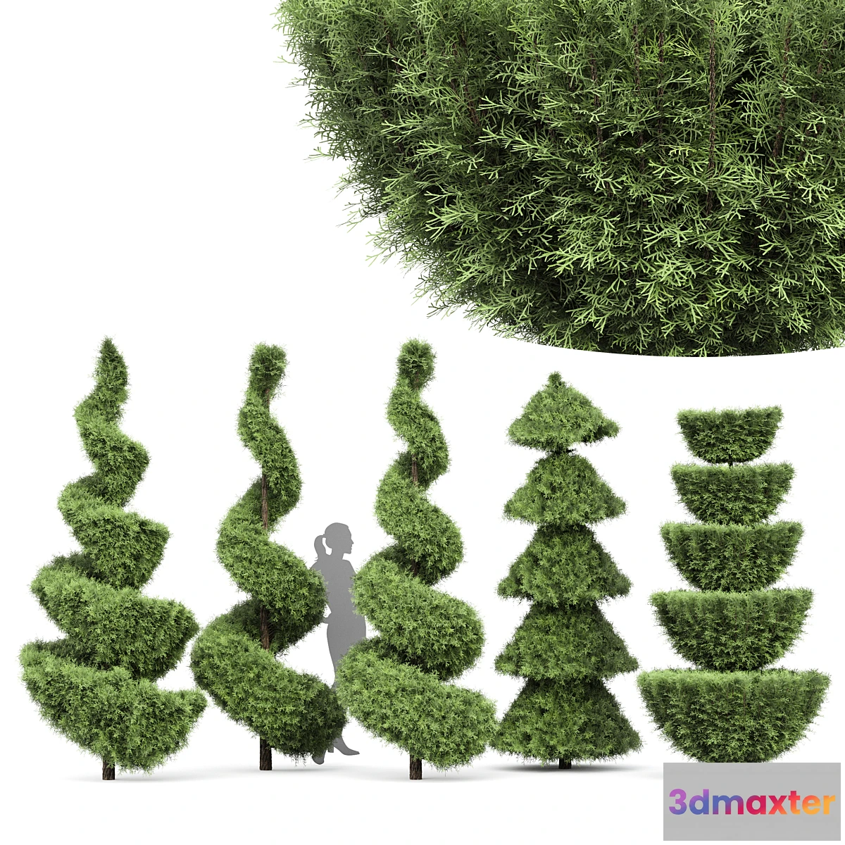 748669 - Beloved Italian Cypress 5 trees ideas