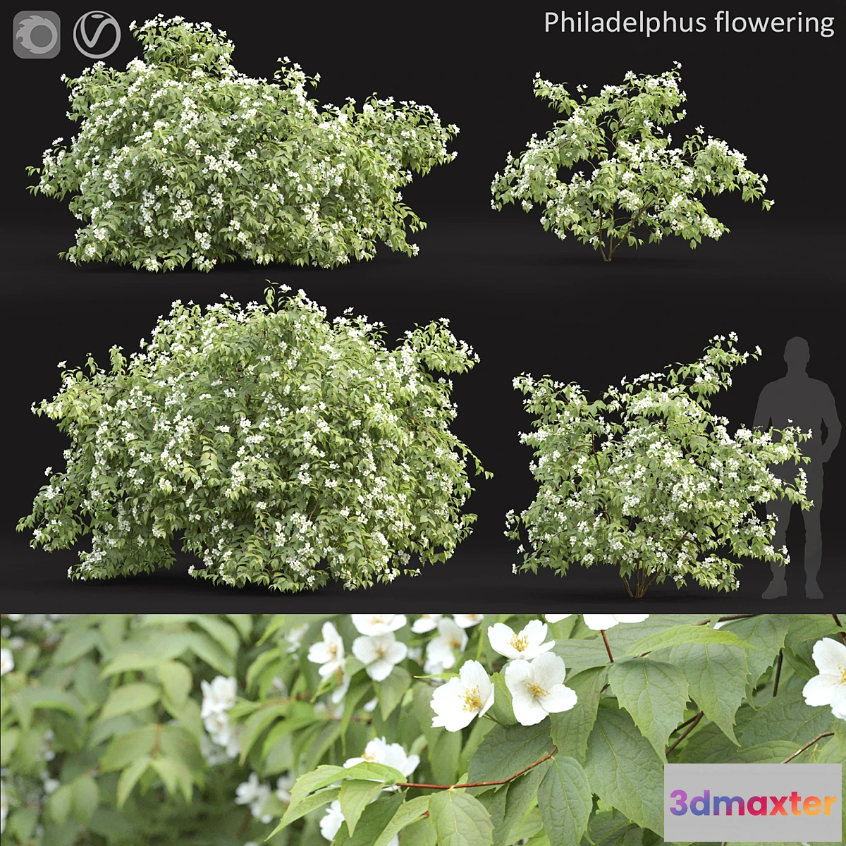 748679 - Philadelphus - No.2