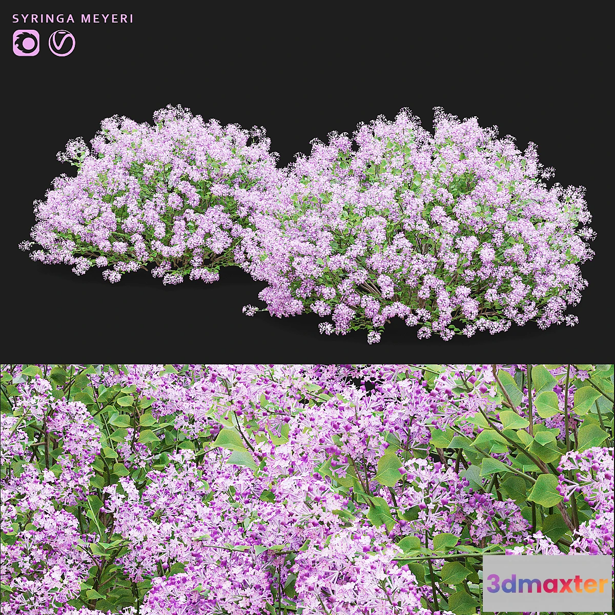 748681 - Mayers lilac bushes  Syringa meyeri - No.2