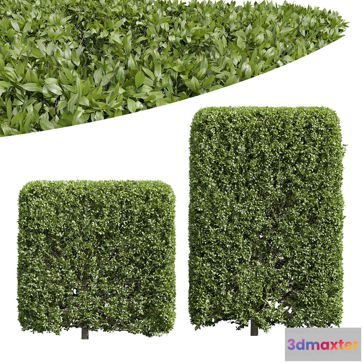 748685 - New Plant Ligustrum Quihoui Privet Pruned Box02