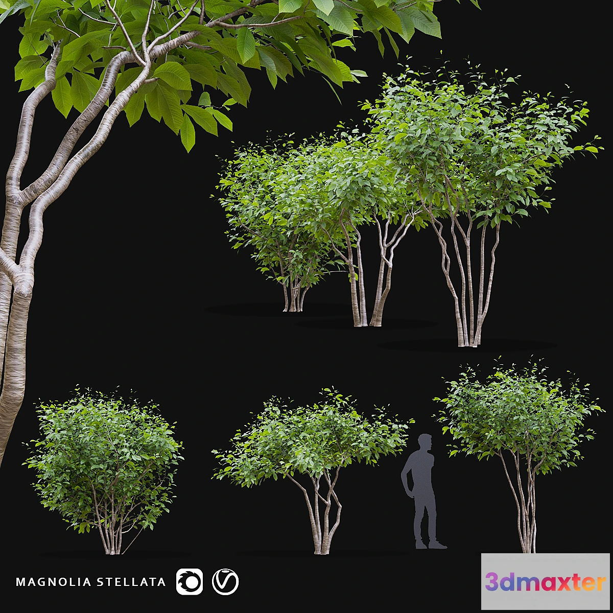 748687 - Star Magnolia  Magnolia stellata - No.2