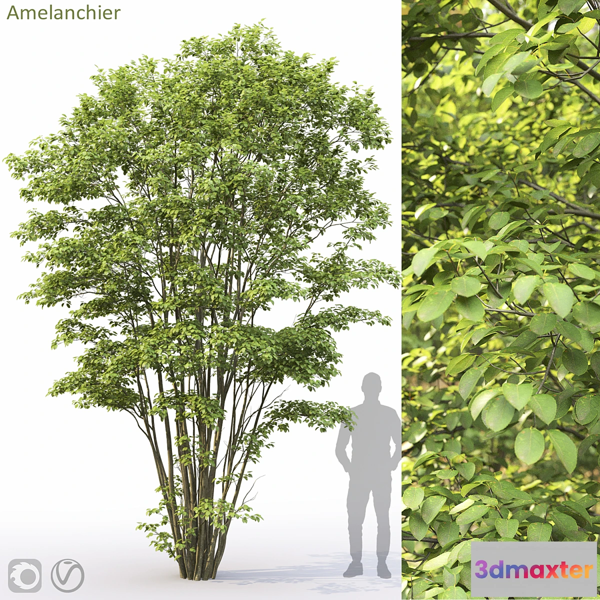 748691 - Amelanchier #5 - No.2