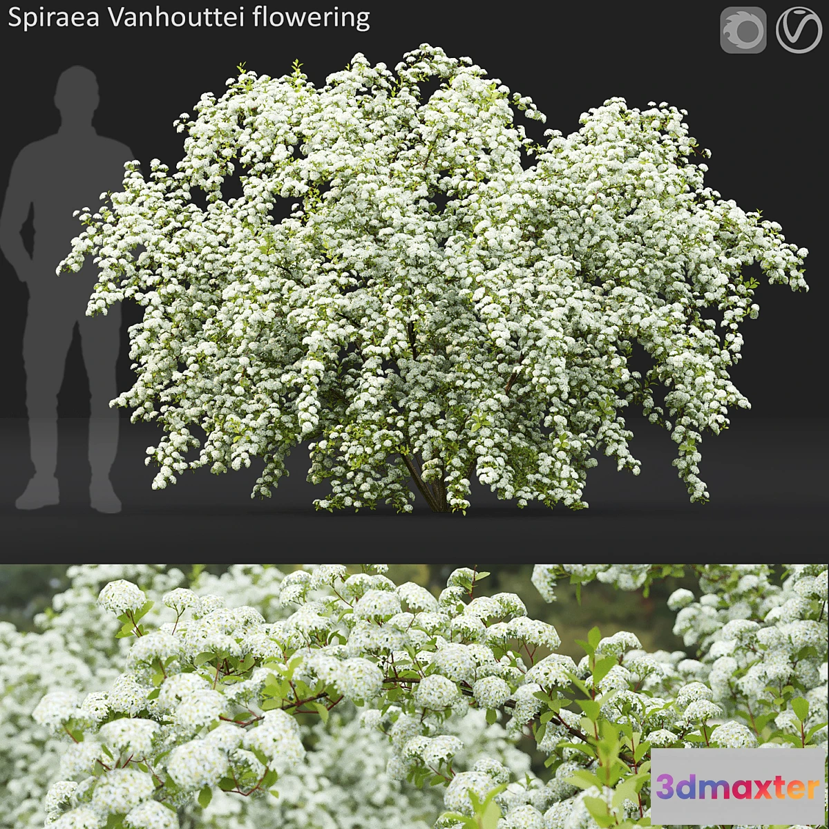 748693 - Spiraea Vanhouttei - No.2