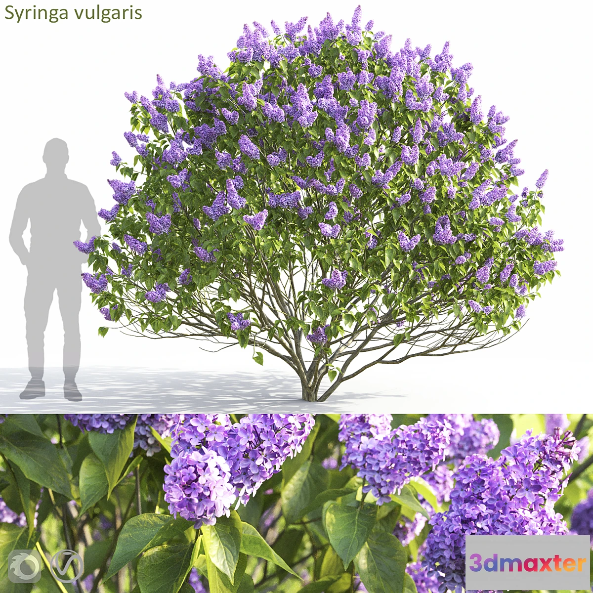 748697 - Syringa vulgaris - No.2
