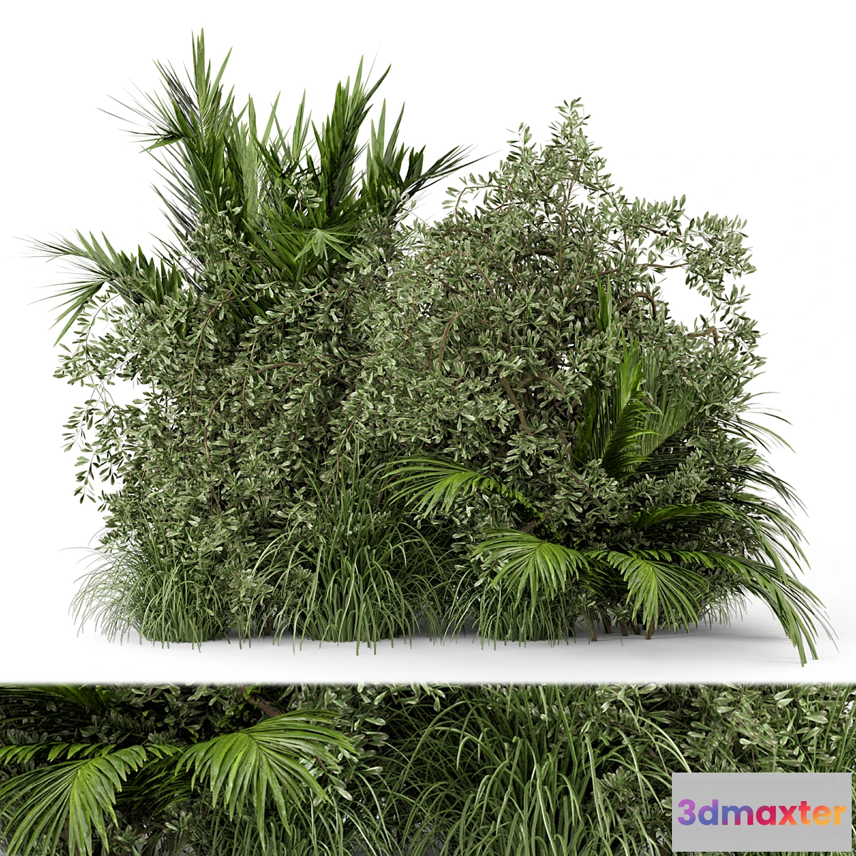 777817 - Outdoor Plants Bush-Bush Set 446 - No.2