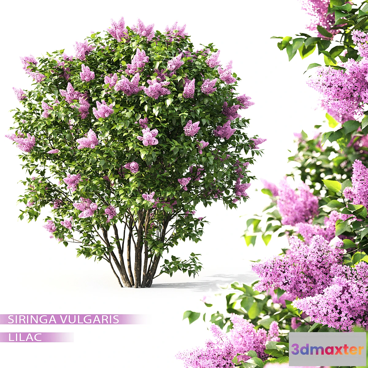 792744 - Syringa - No.2