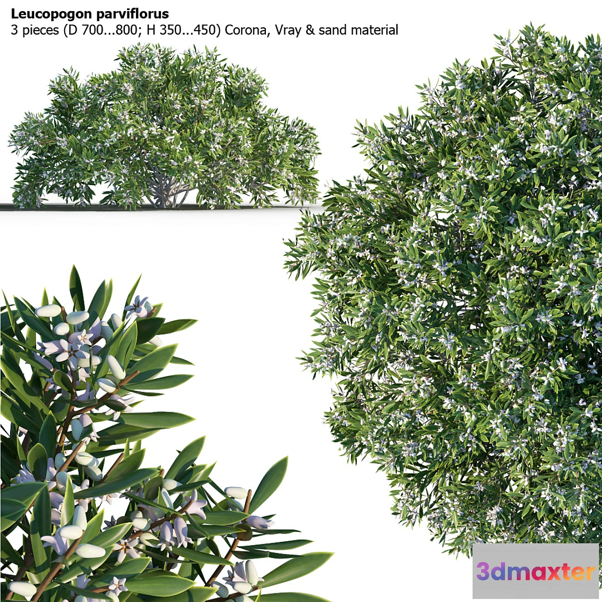 792754 - Leucopogon parviflorus shrub - No.2