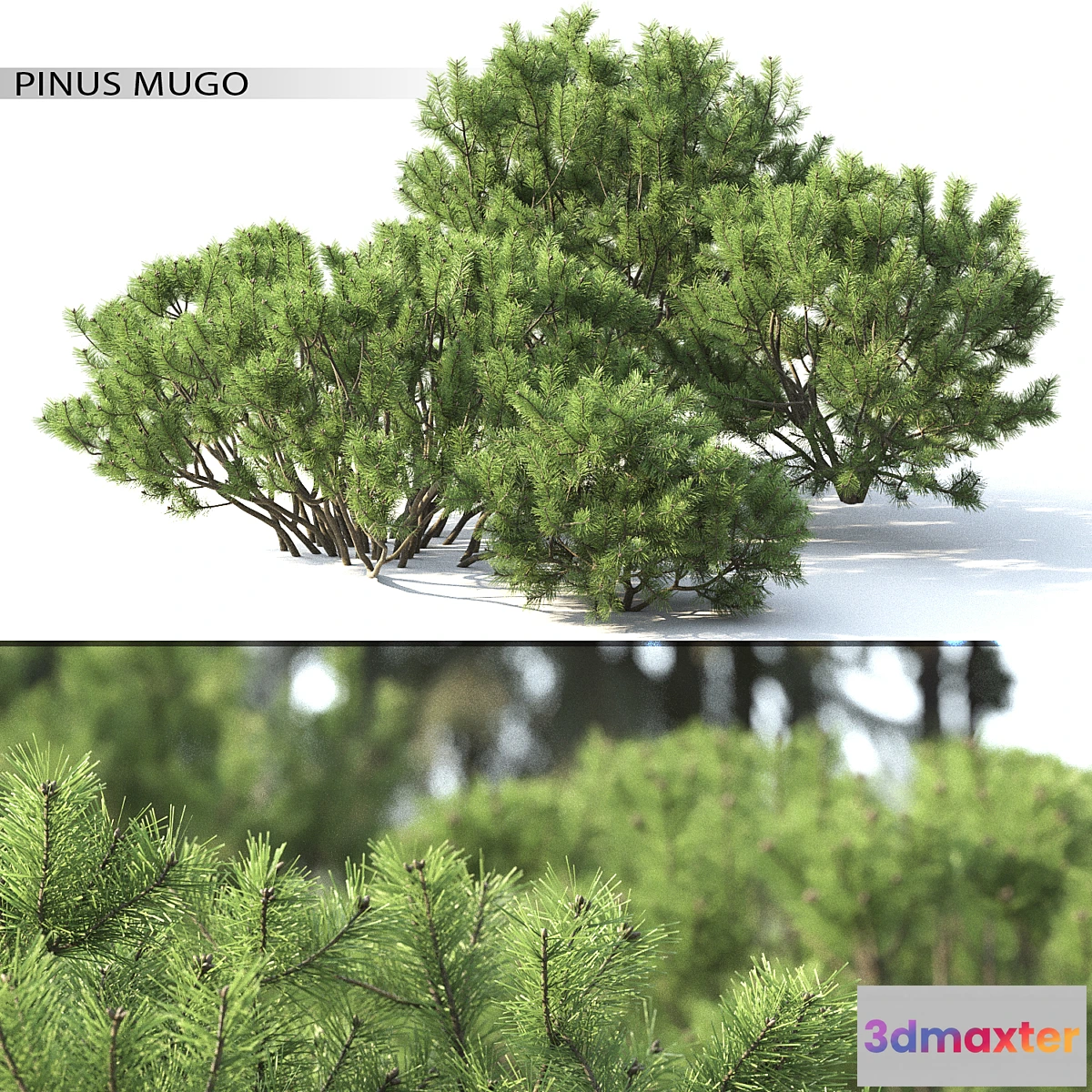 792788 - Pine - No.56