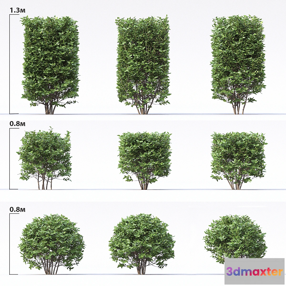 819098 - Cotoneaster - No.4