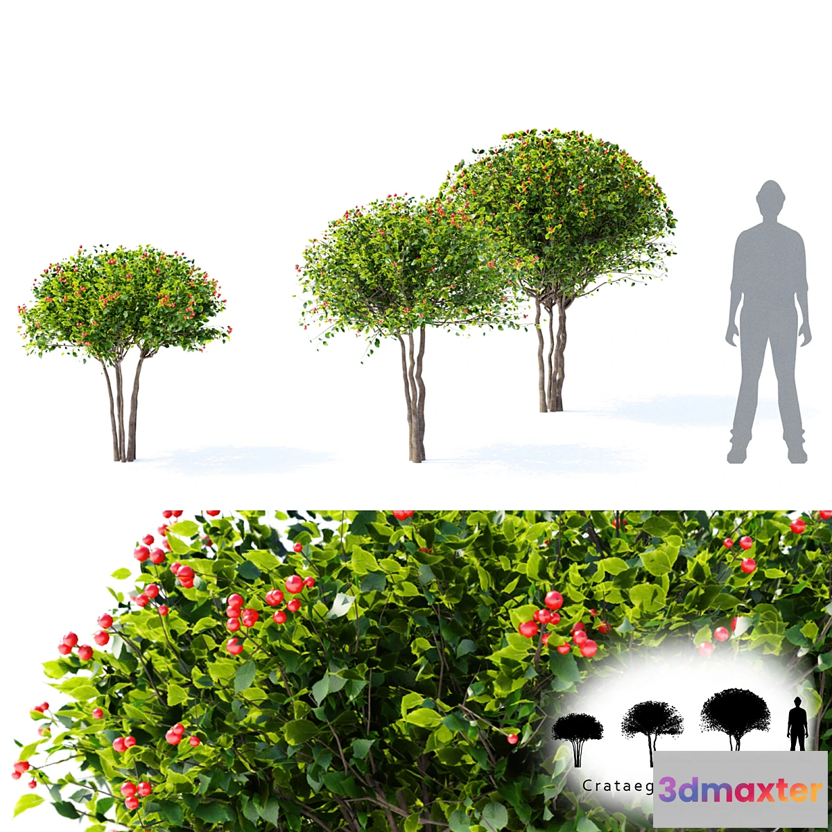 819104 - Hawthorn plowy  Crataegus x persimilis