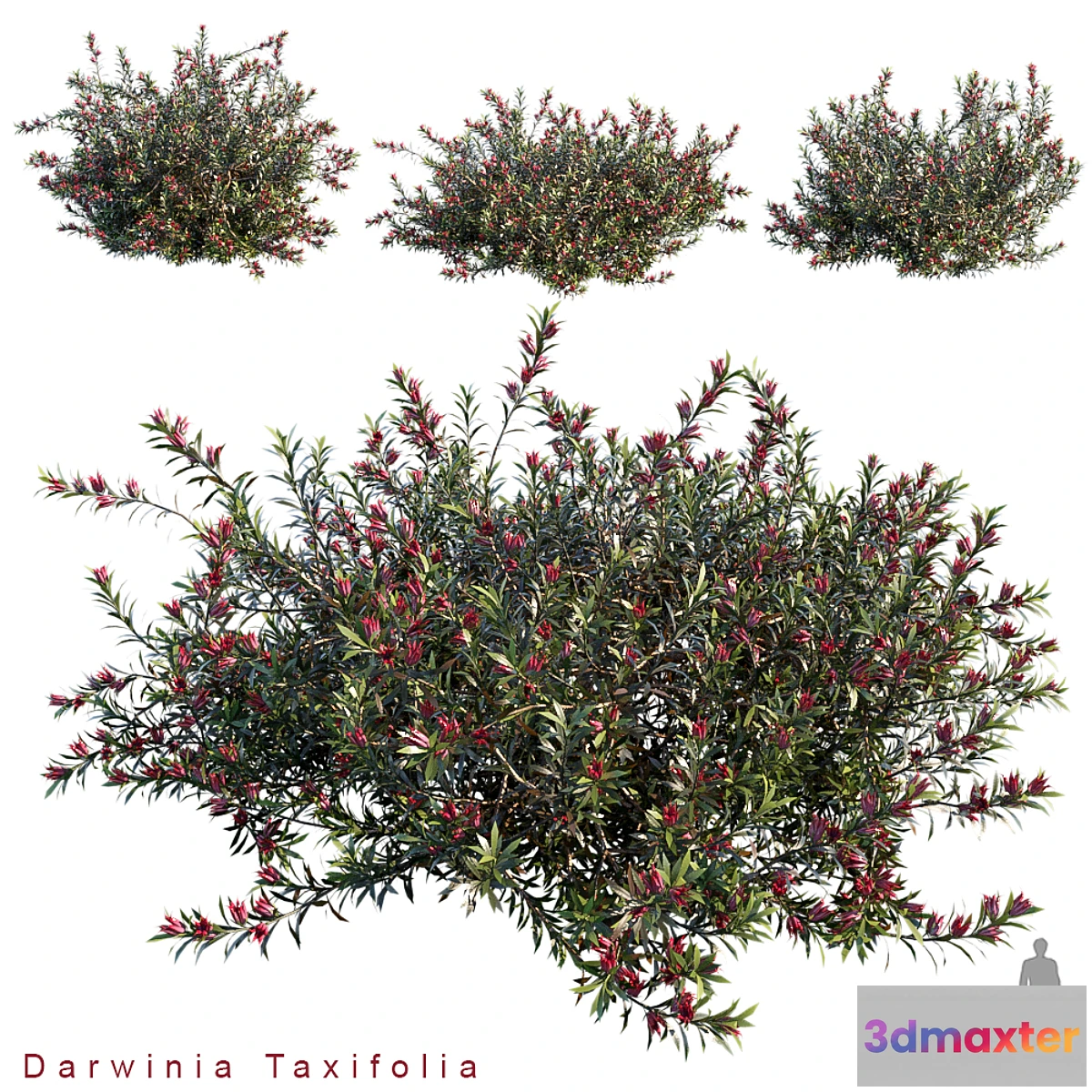 819134 - Darwinia Taxifolia