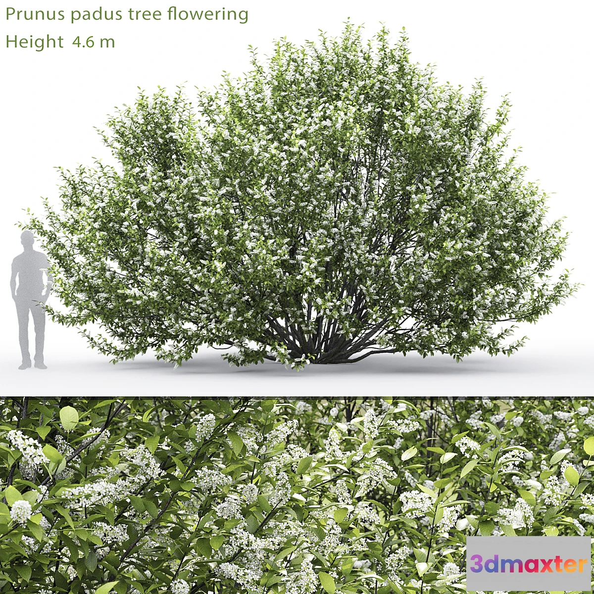 819142 - Black cherry  Prunus padus flowering # 2 (4.6m)