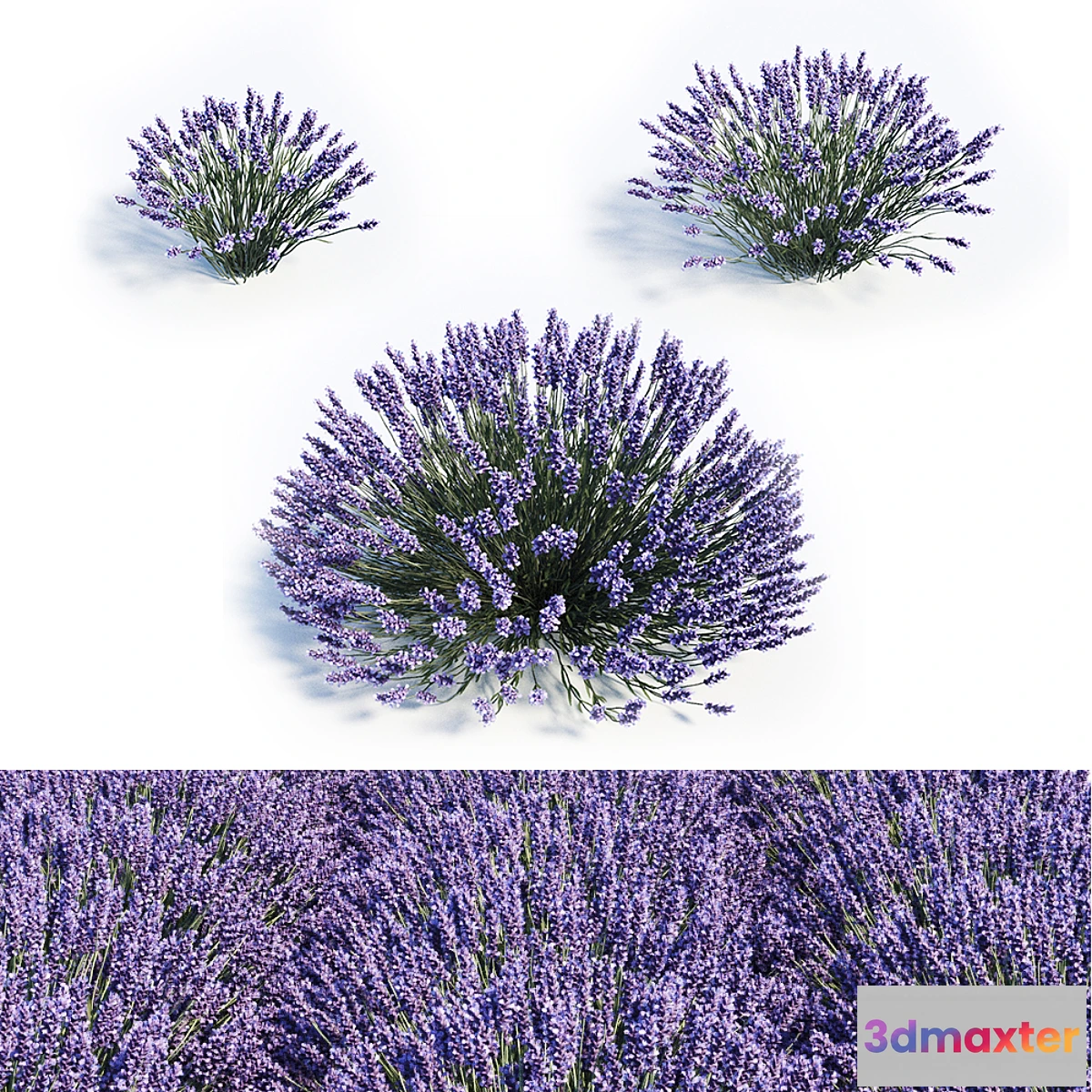 819156 - Lavandula set