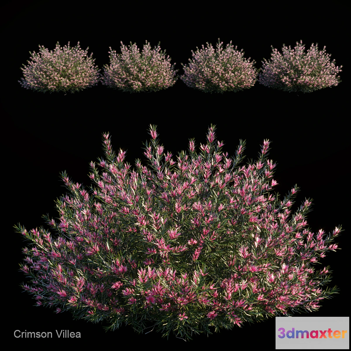 819216 - Crimson villea - No.4