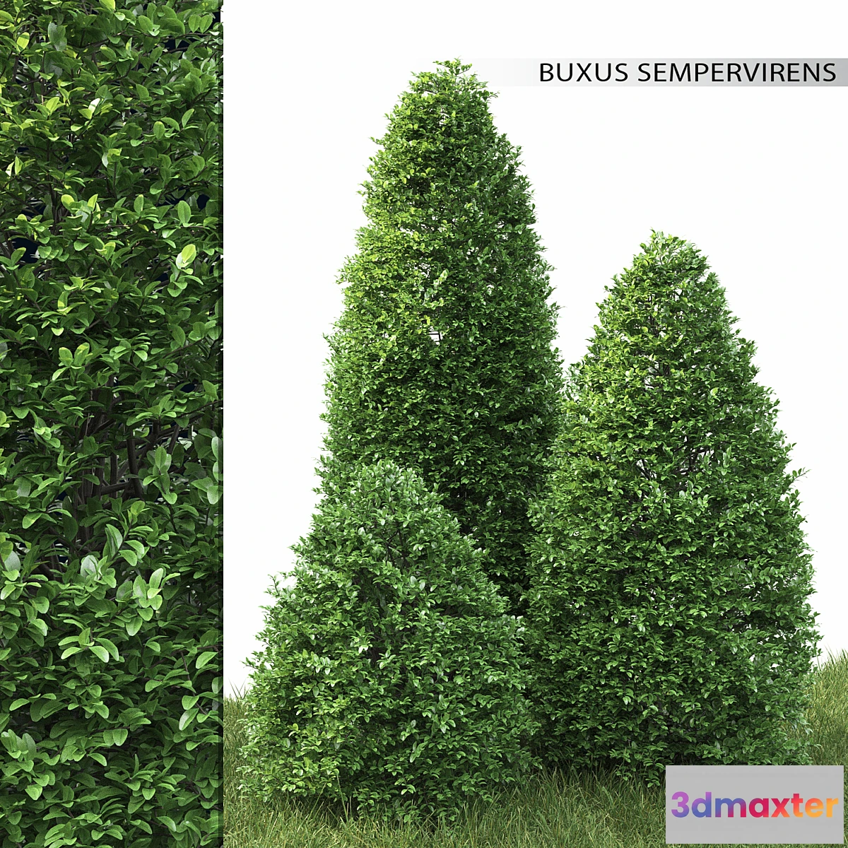 819228 - Buxus - No.9