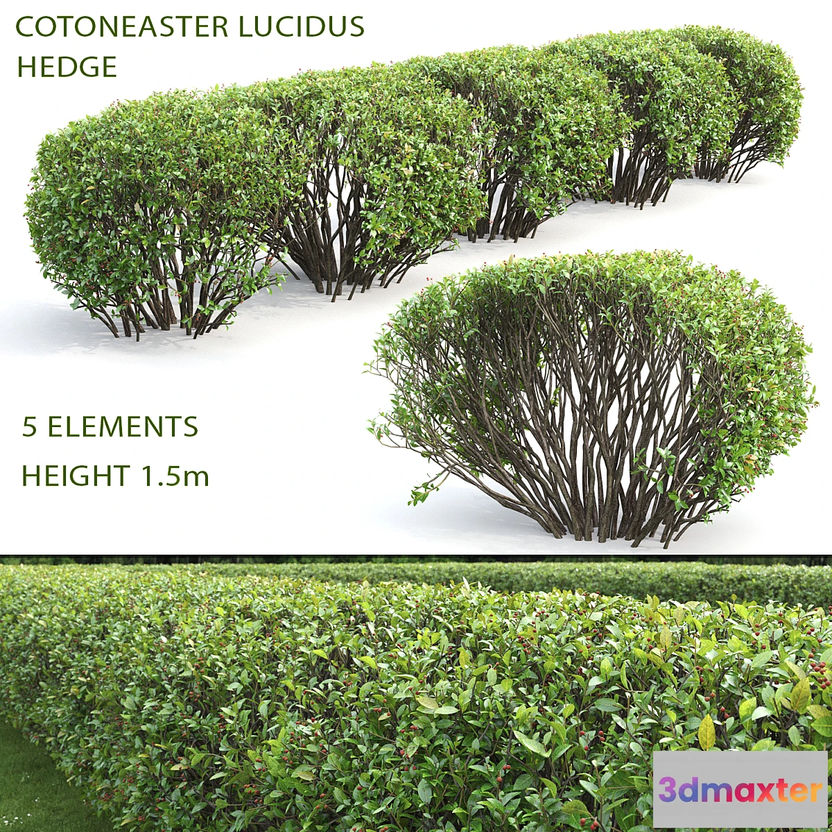 819230 - Cotoneaster lucidus hedge #2