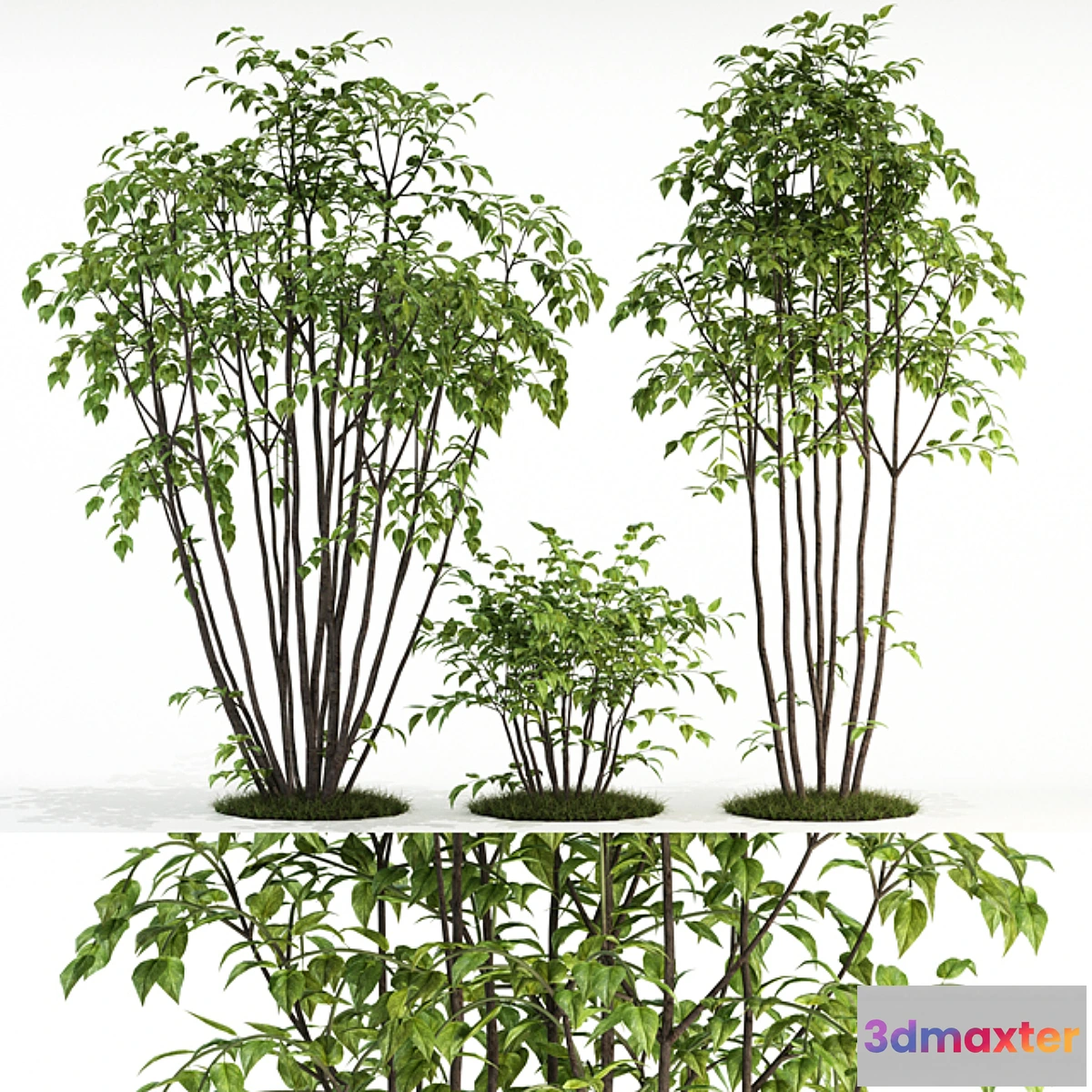 819246 - Plants collection 84