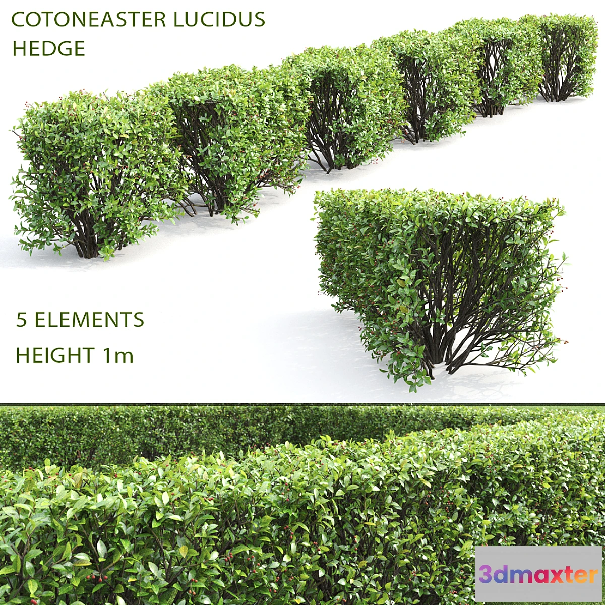 819258 - Cotoneaster shiny hedge # 4