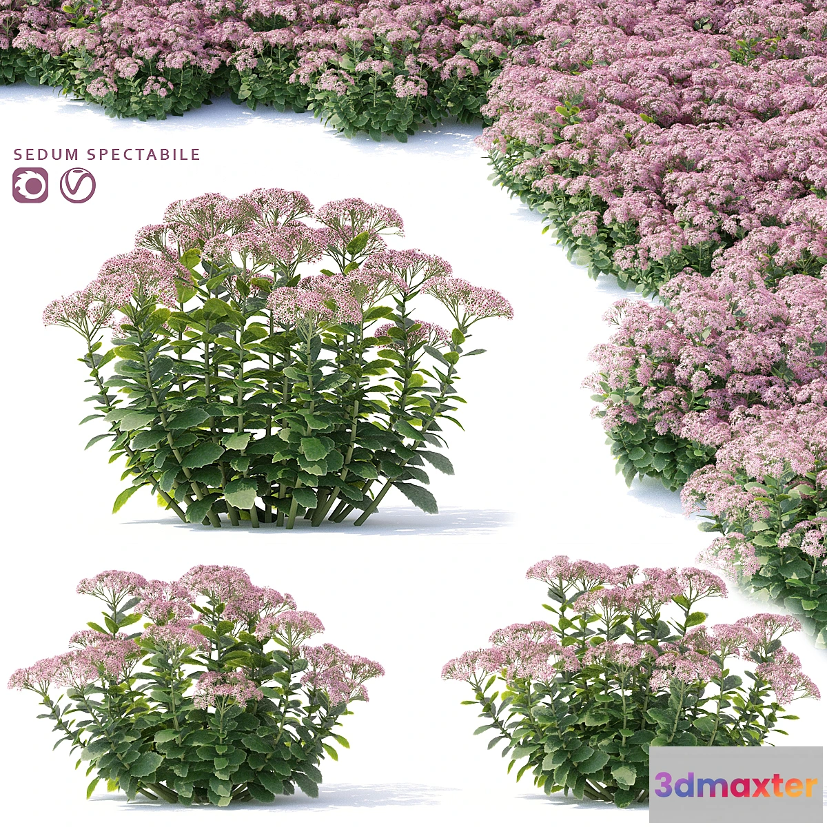 819348 - Sedum prominent Flowers  Sedum spectabile