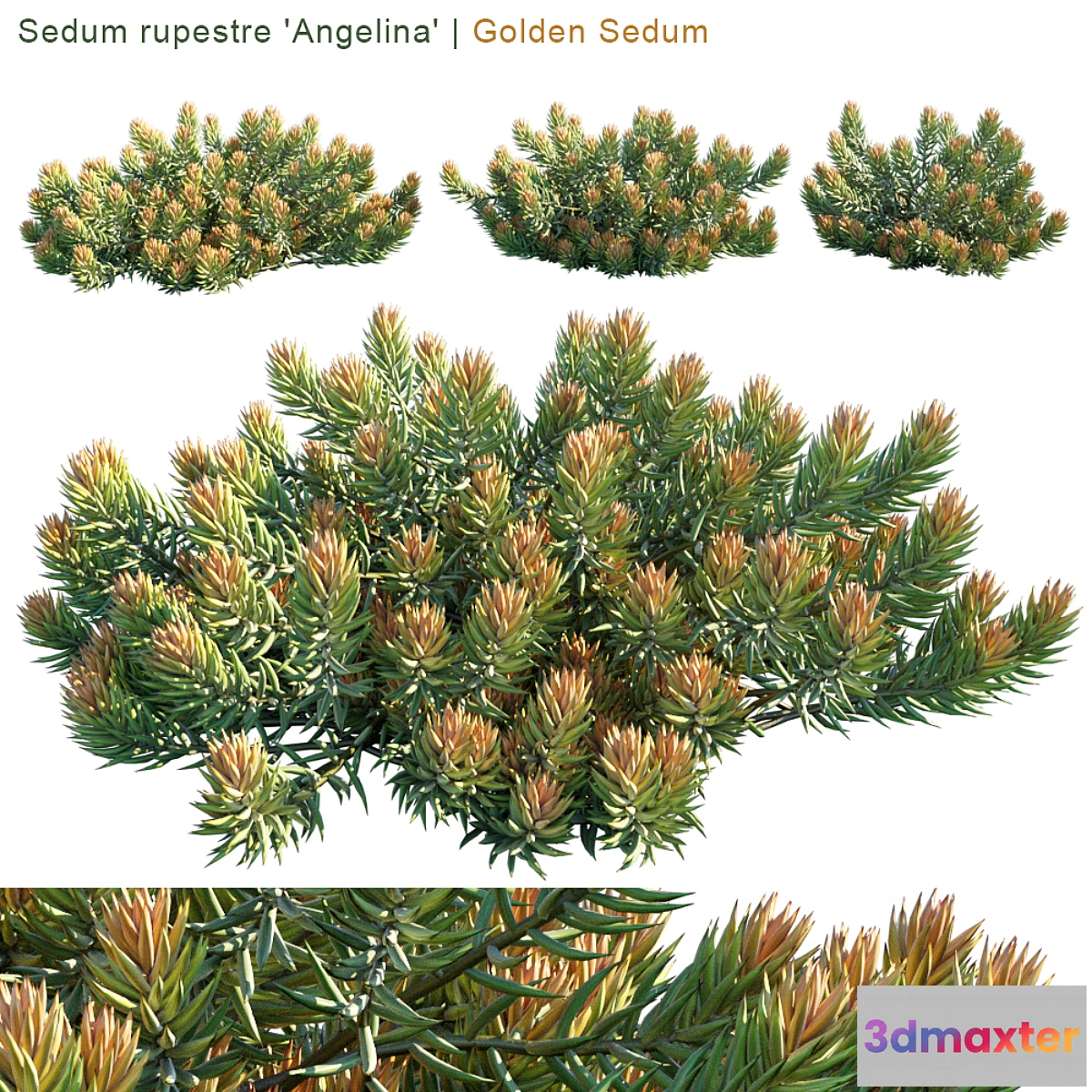 819360 - Sedum rupestre “Angelina”  Golden sedum