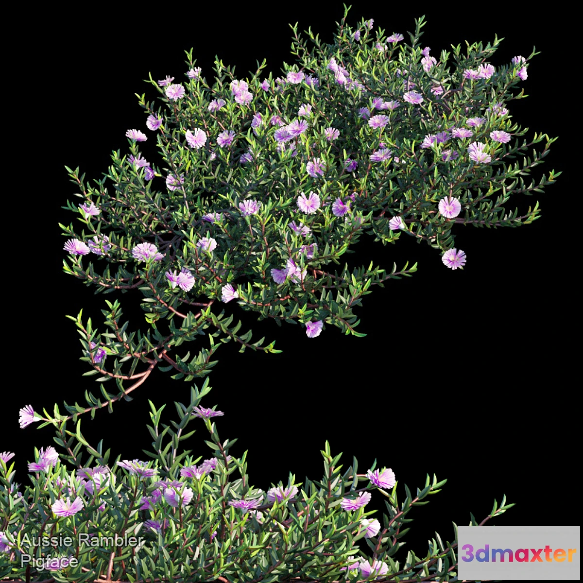 819748 - Aussie Rambler groundcover