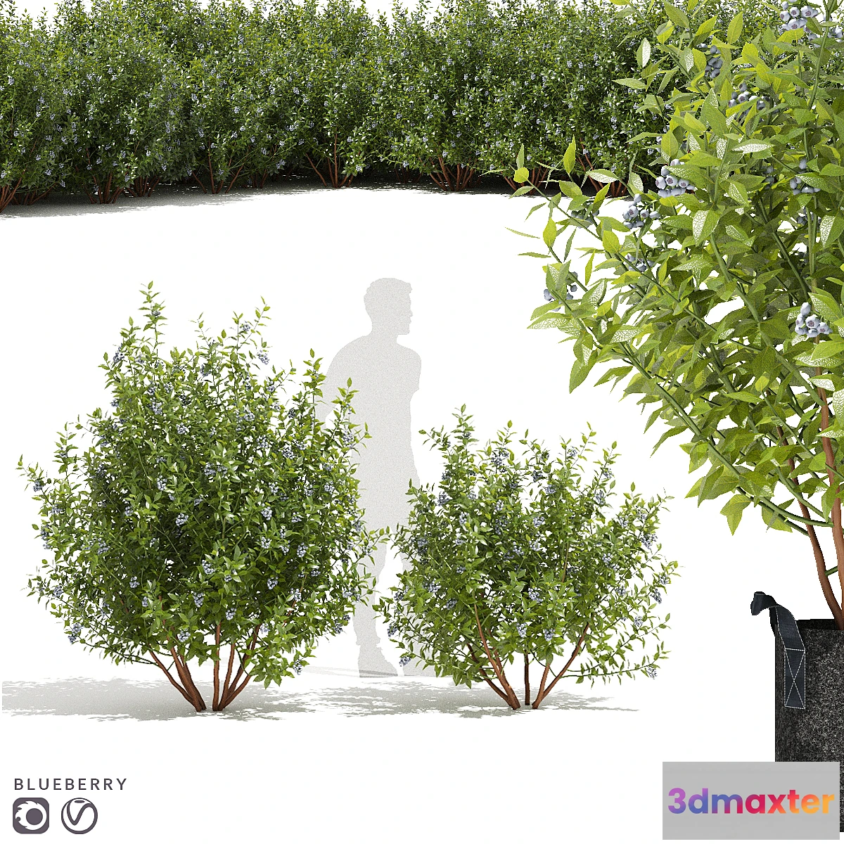 842677 - Blueberry bushes  Blueberry - No.3